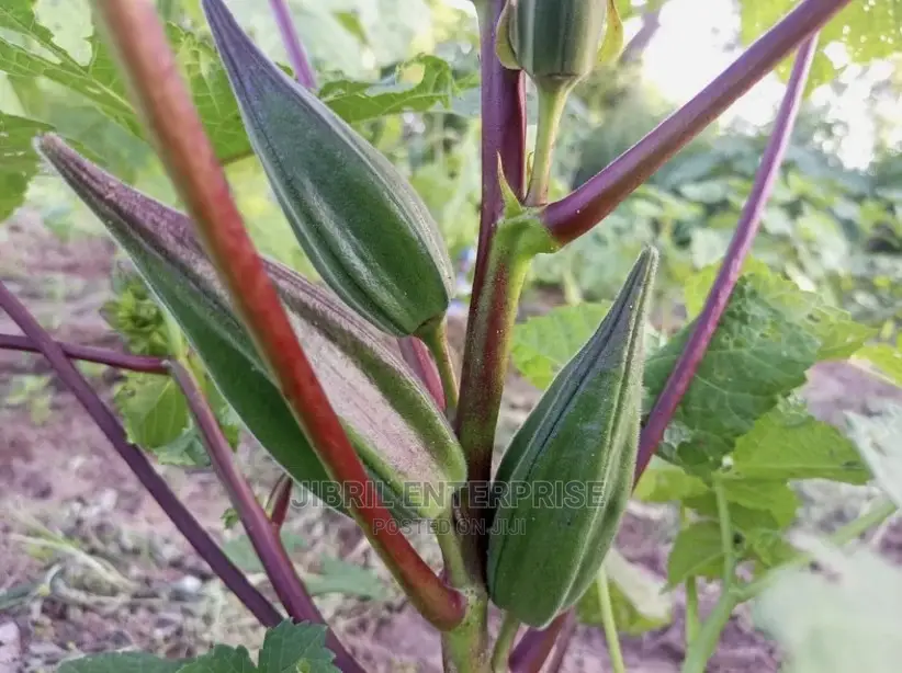 African Dwarf Okro (Abelmoscus Esculentus)