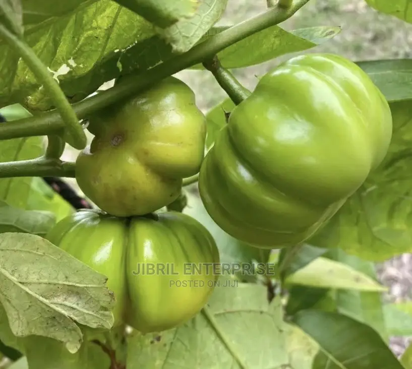 Dwarf Eggplant, Green Ribbed Eggplant
