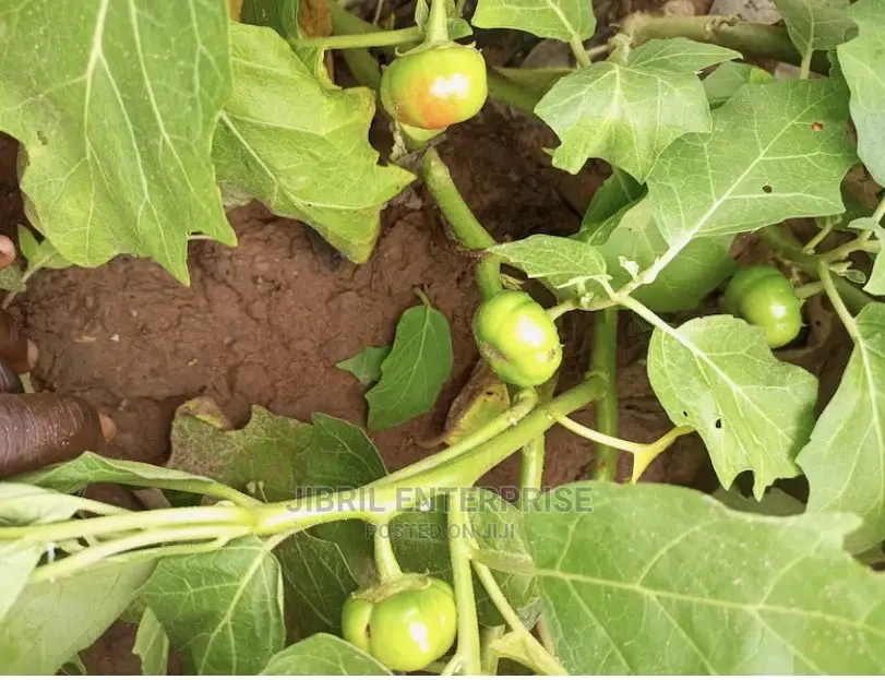 Dwarf Eggplant, Green Ribbed Eggplant