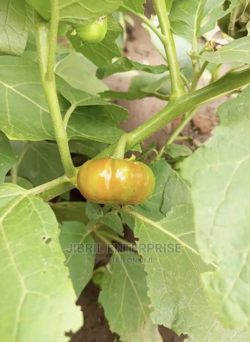 Dwarf Eggplant, Green Ribbed Eggplant