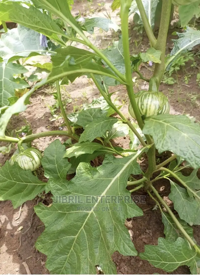 Stripped Macrocarpon Eggplant