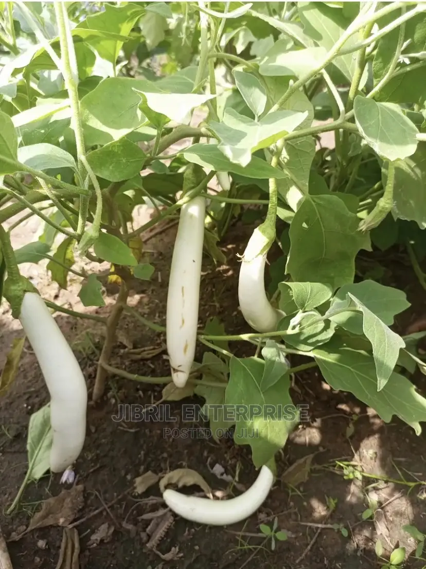 White Melongena Eggplant