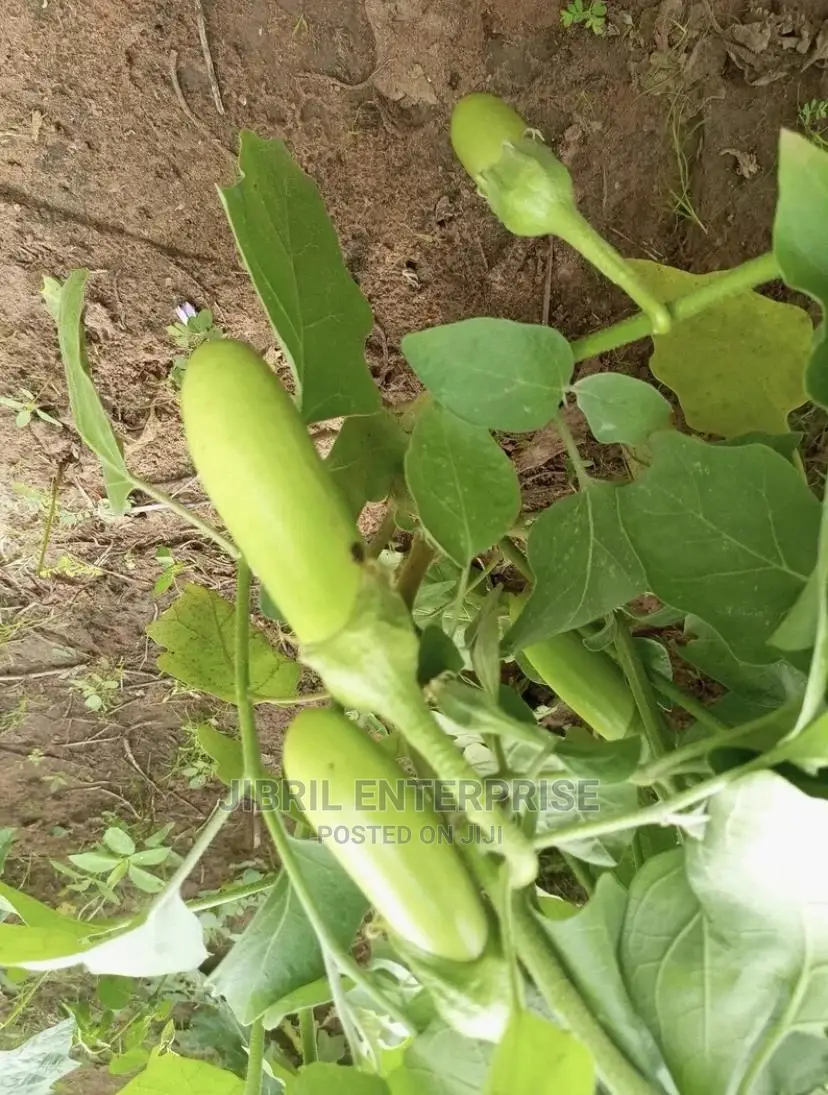 Green Melongena Eggplant