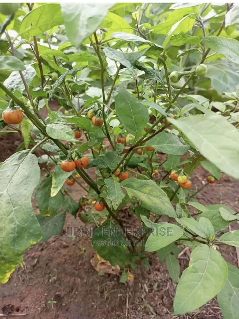 Hausa Likok Eggplant