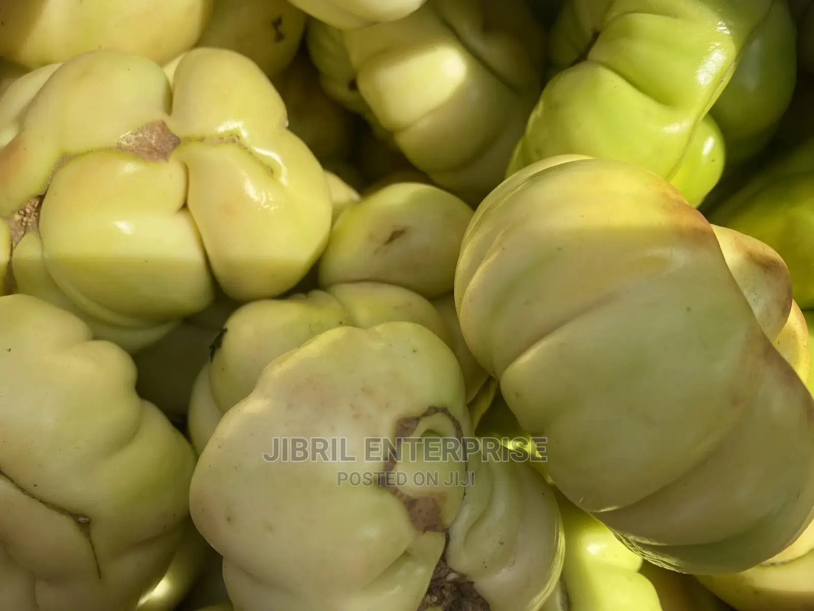Bitter Tomato (Solanum Aethiopicum