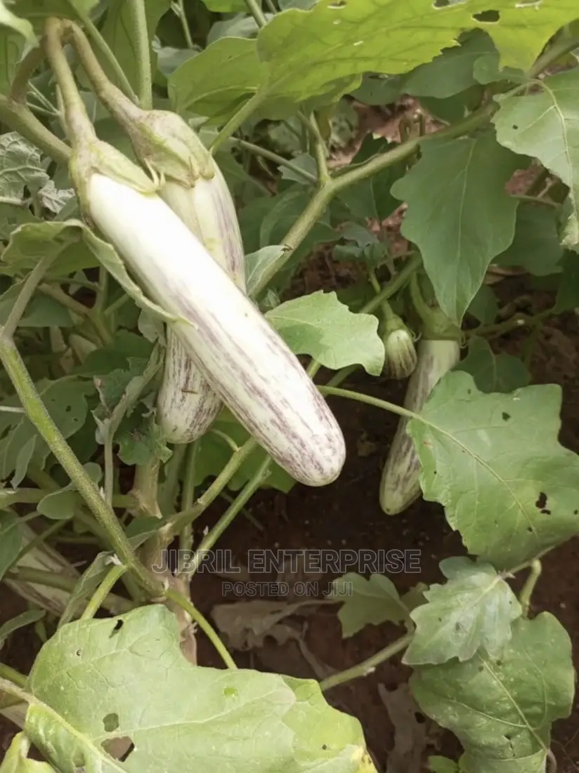 White-Purple Melongena Eggplant