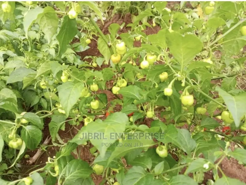 Kpakposhito Pepper, Butt Cheek Pepper (Solanum Chinese)