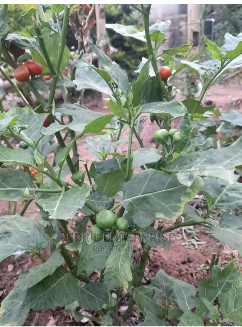 Nigerian Eggplant