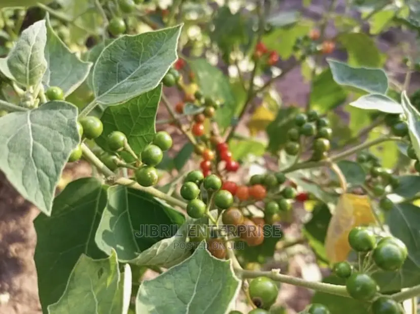 African Pea Eggplant