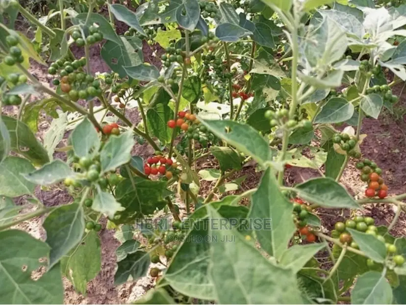 African Pea Eggplant