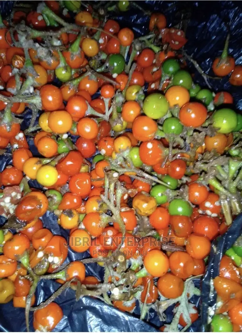 African Pea Eggplant