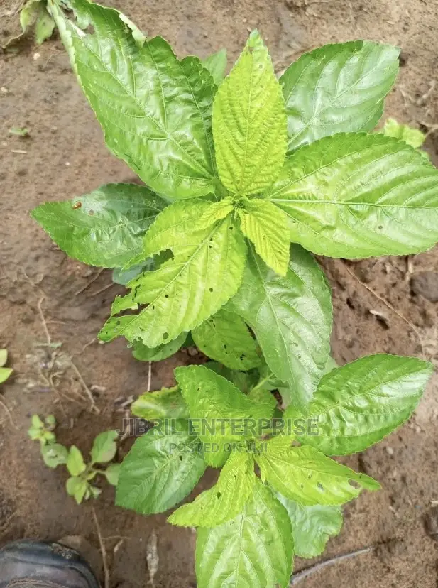 Broad Leaves Egyptian Spinach(Corchorus Olitorius)
