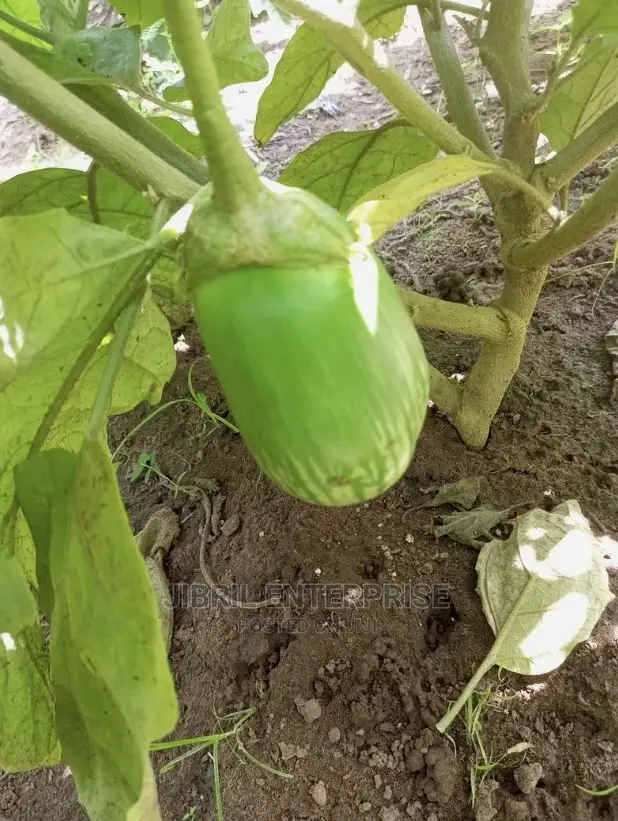 Green Stripped Eggplant