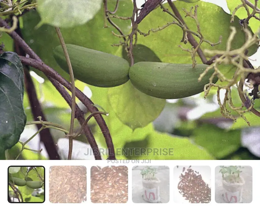 Mondia White, Whitei’S Ginger