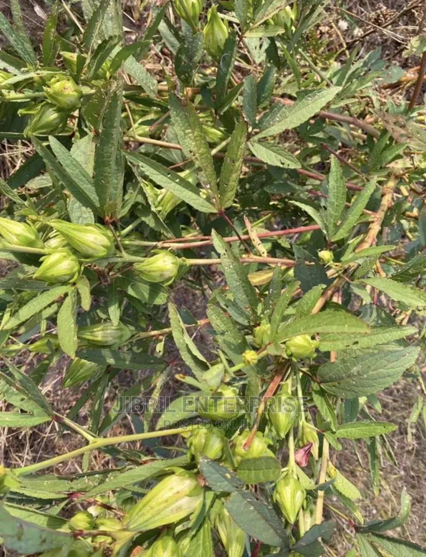 Green Roselle