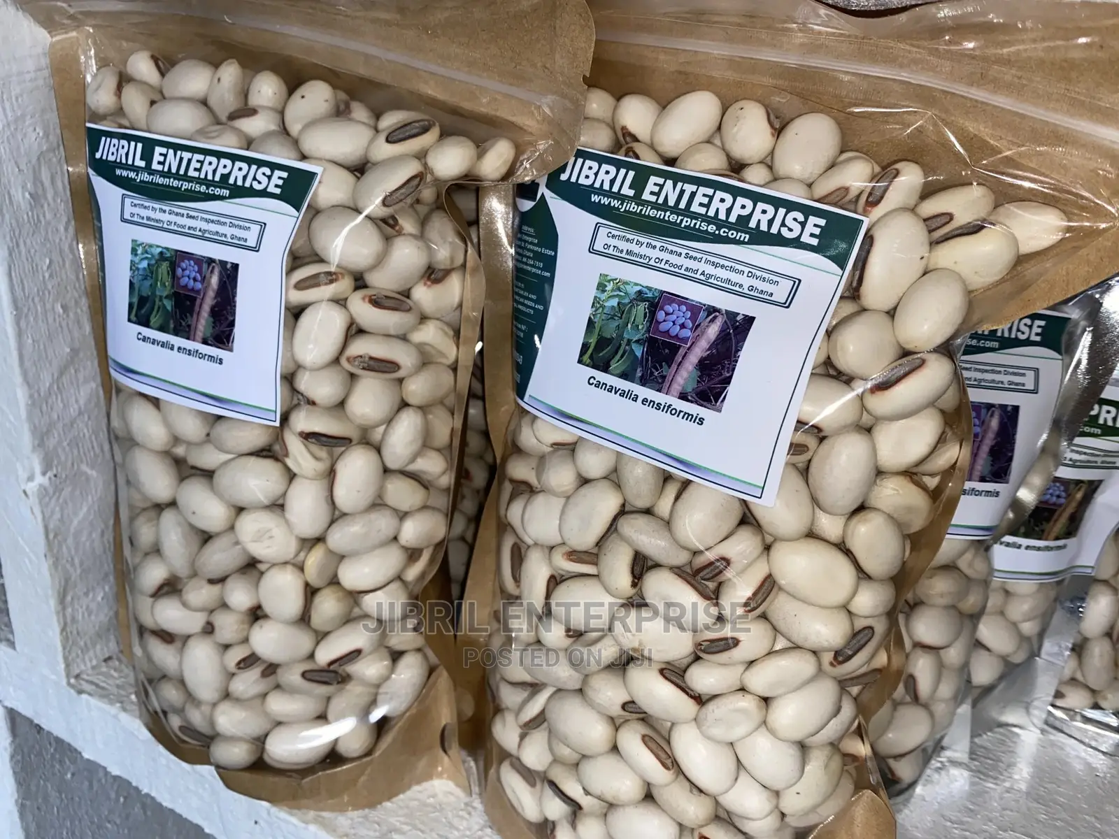 Jack Beans (Canavalia Ensiformis)