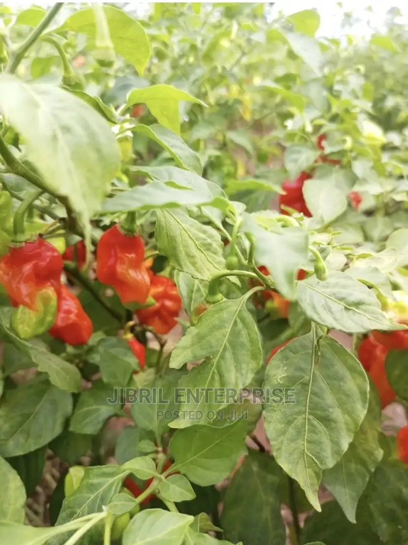 Ghost Pepper