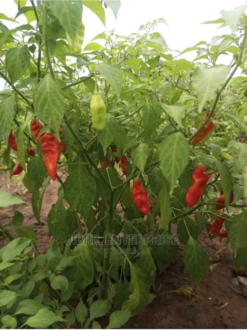 Ghost Pepper, Nmoko Hwem(Flavored Pepper)
