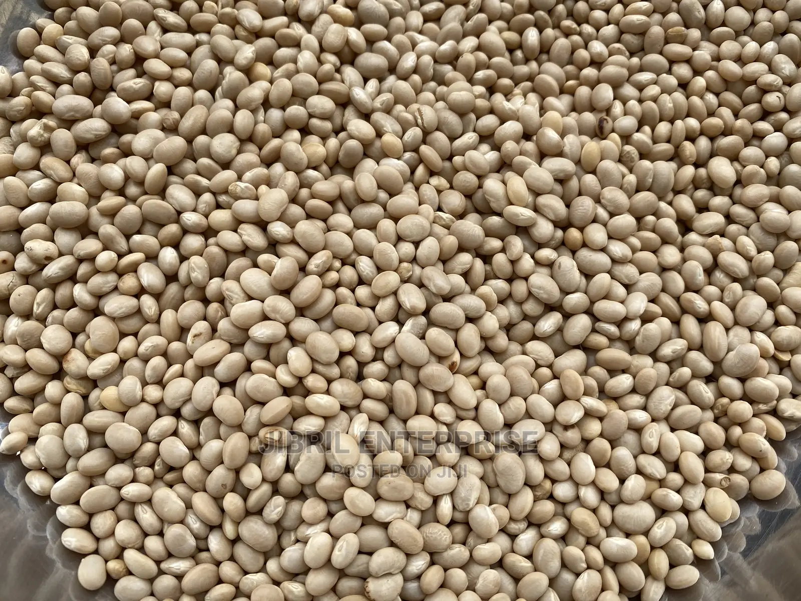 Macrotyloma Geocarpum(Kersting’S Groundnut)