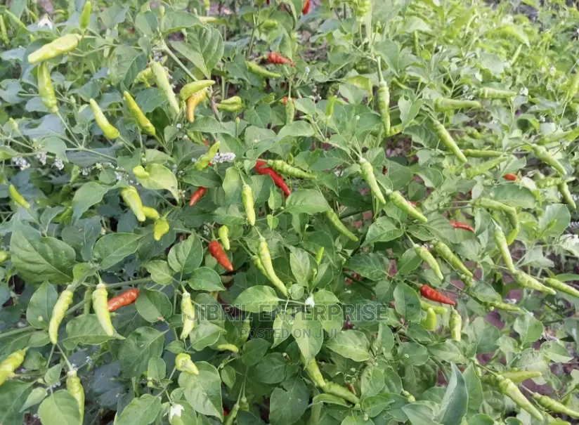 African Slim Bird Eye Pepper(Capsicum Annuum)