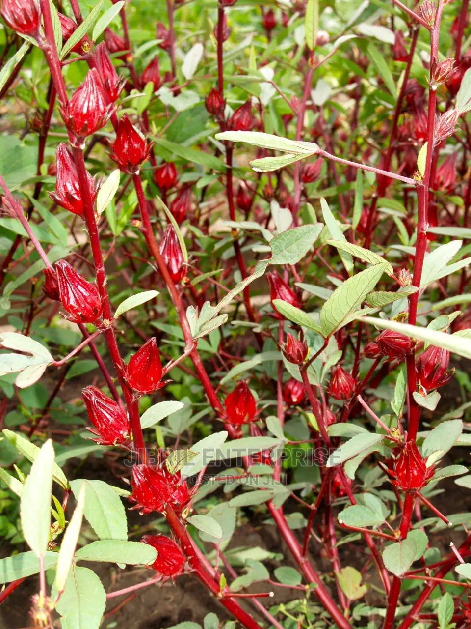 Red Roselle(Hibiscus Sabdariffa)”Sobolo”