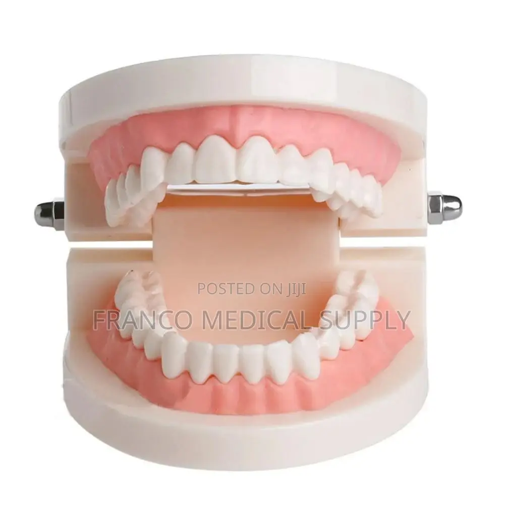 Dental Teeth Model