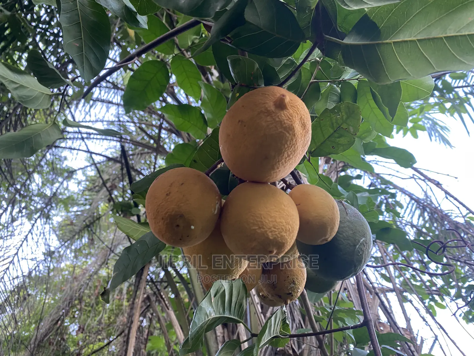 Saba Senegalese
