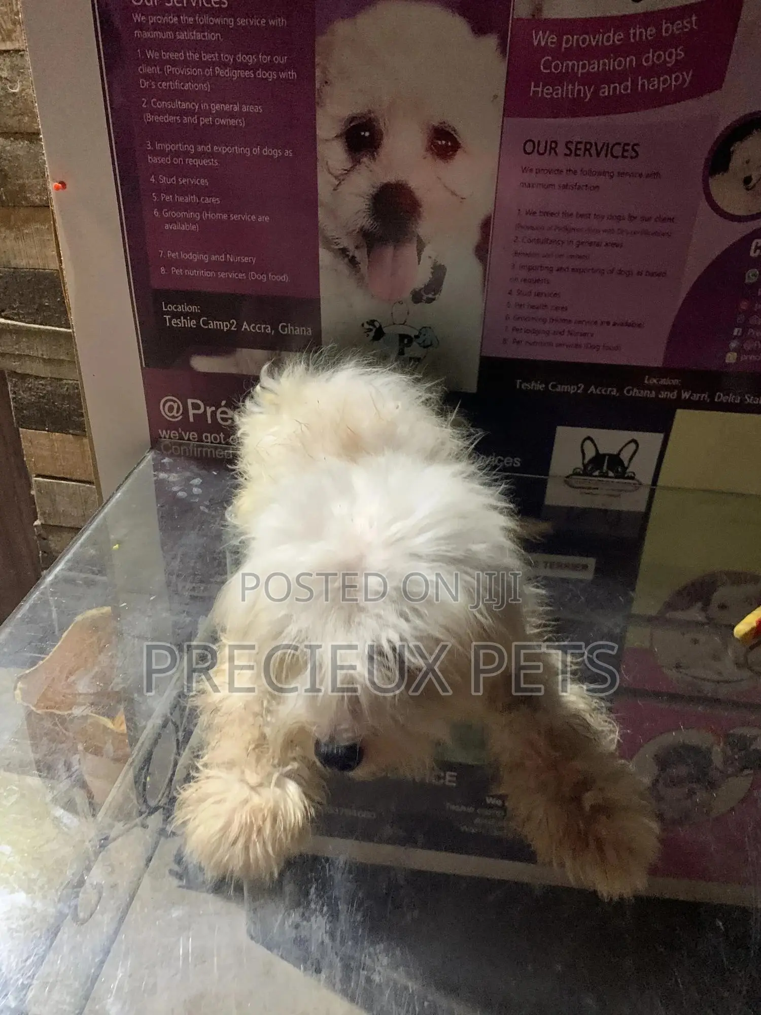 6-12 Month Male Purebred Maltese