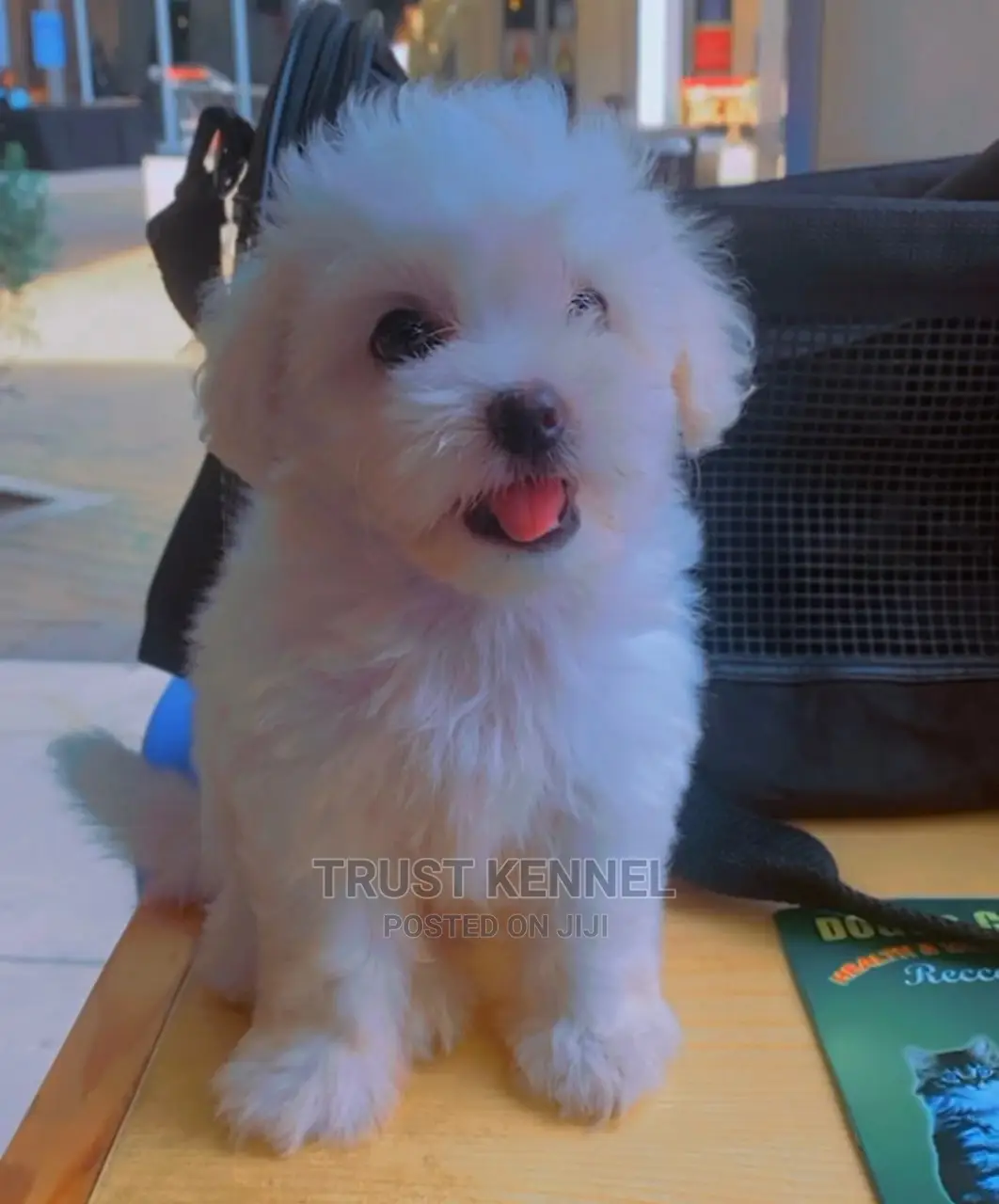 1-3 Month Female Purebred Maltese