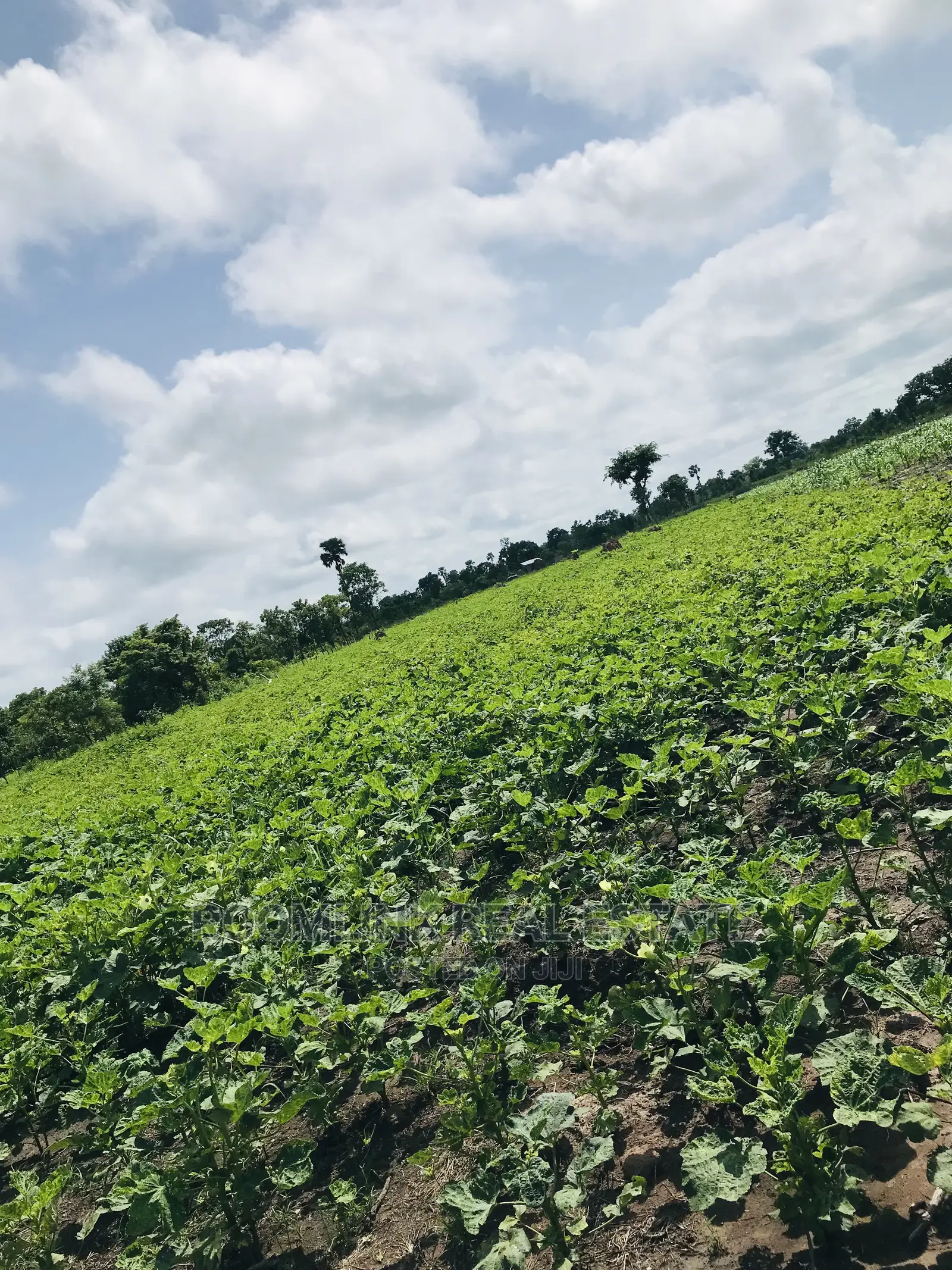 Affordable Farmlands at for Sale in Kintampo