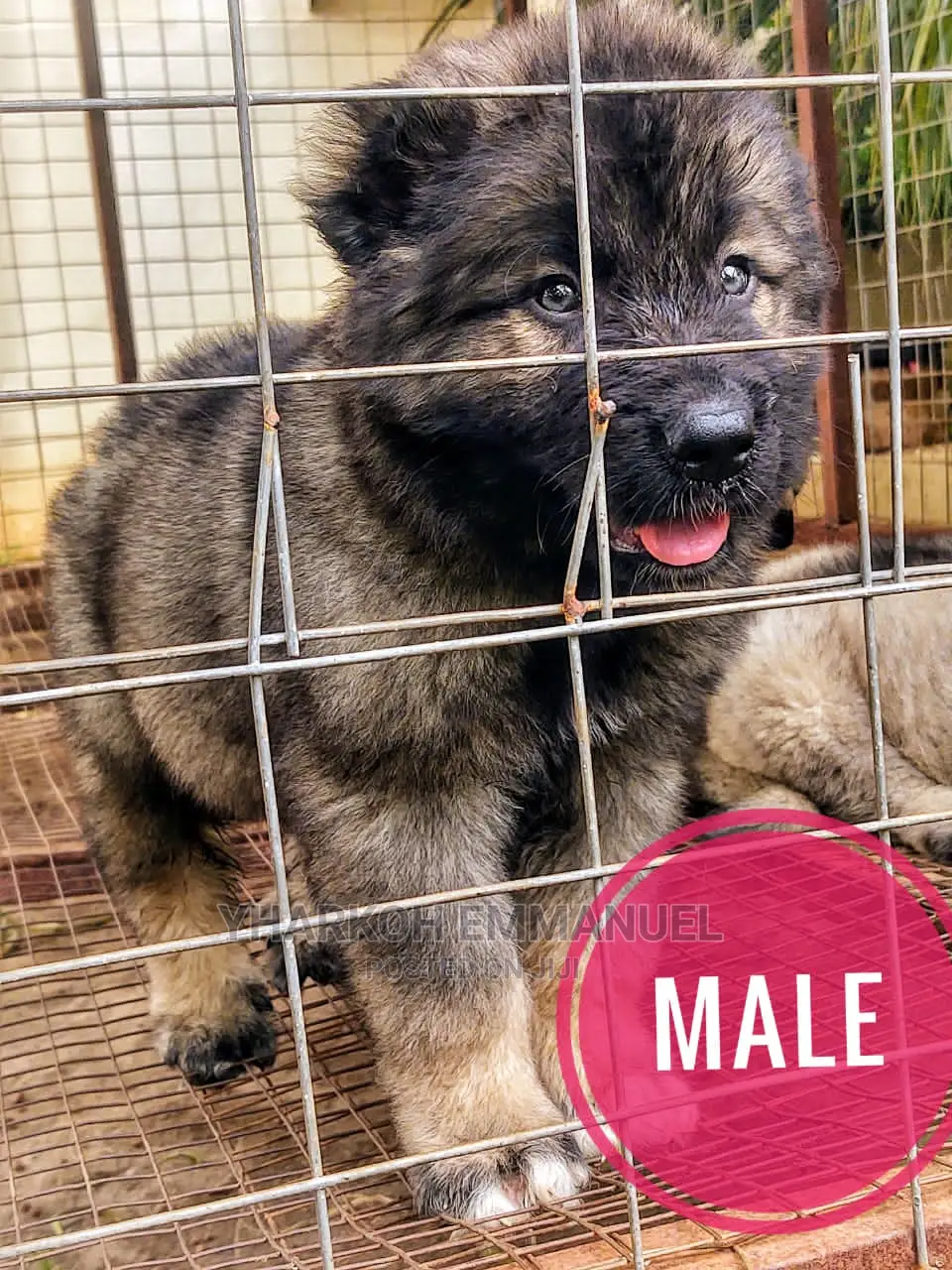 1-3 months Male Purebred Caucasian Shepherd