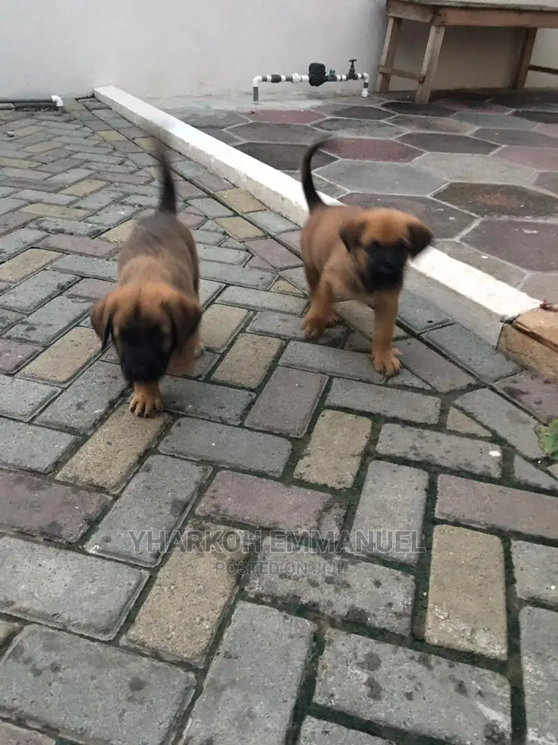 1-3 months Male Purebred Boerboel