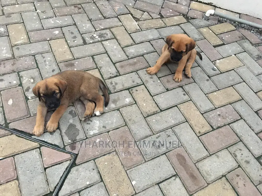 1-3 months Male Purebred Boerboel