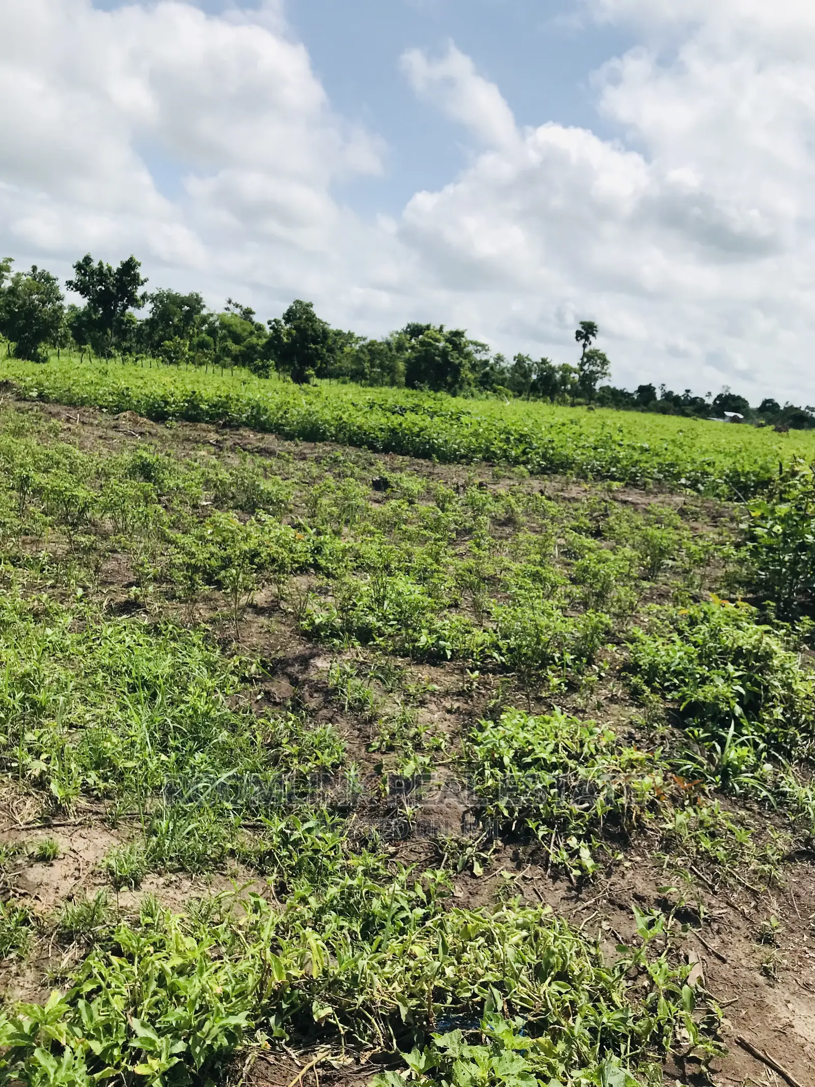Negotiable Affordable Farmland at Kintampo 5000+ Acres