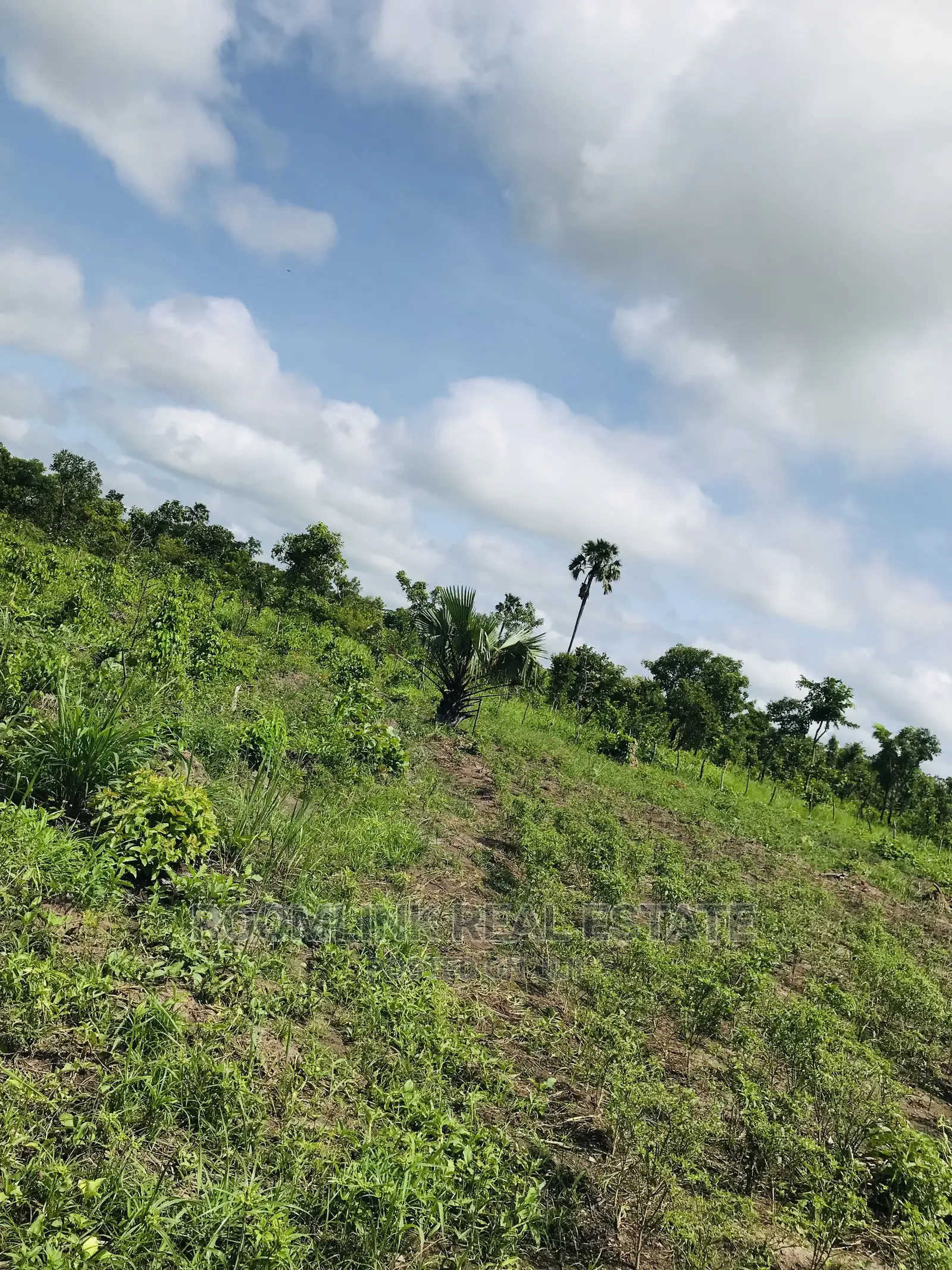 Negotiable Affordable Farmland at Kintampo 5000+ Acres