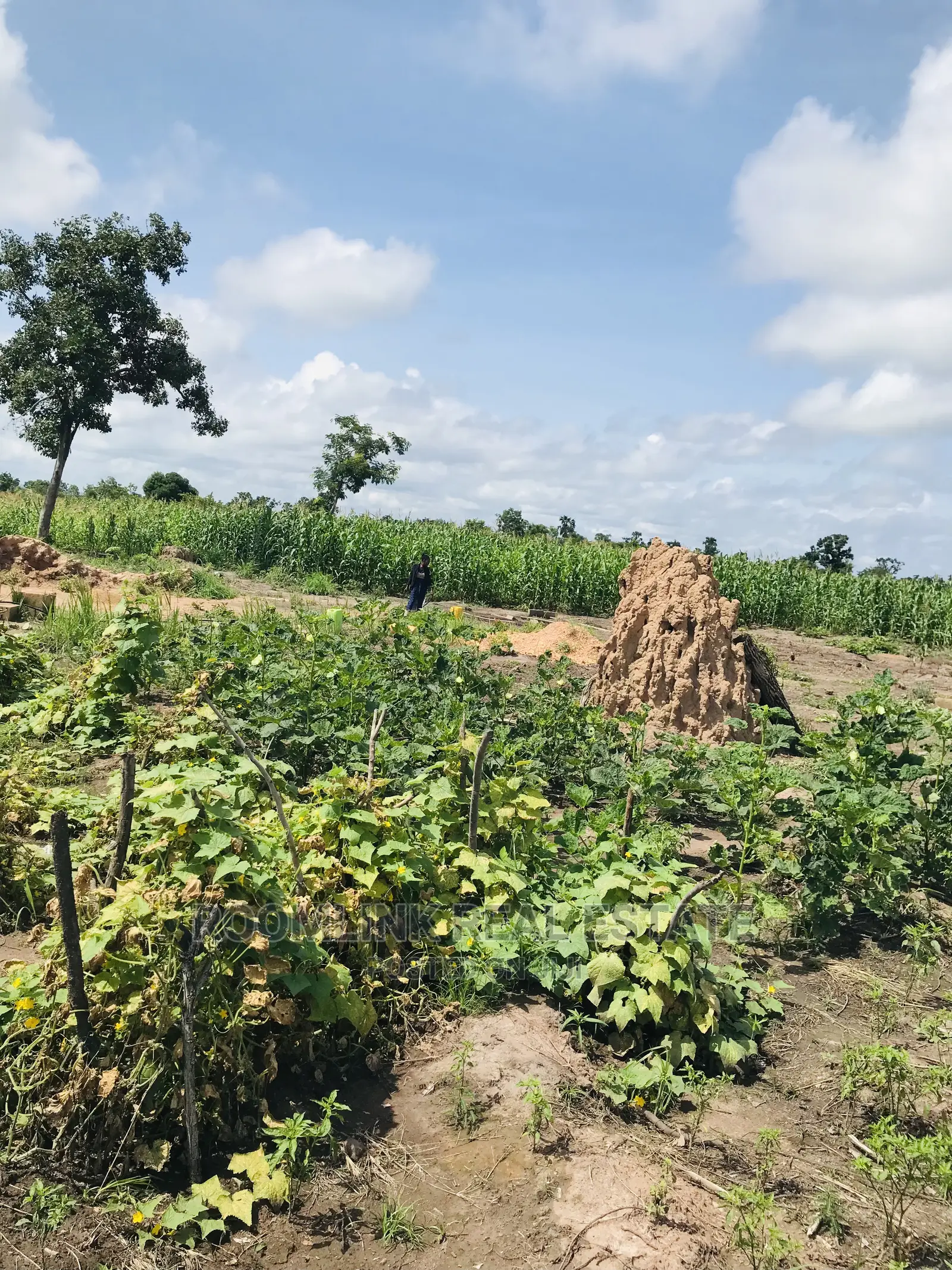 Negotiable Affordable Farmland at Kintampo 5000+ Acres
