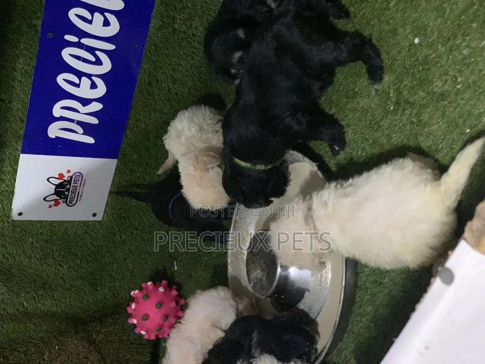 3-6 Months Male Purebred Poodle