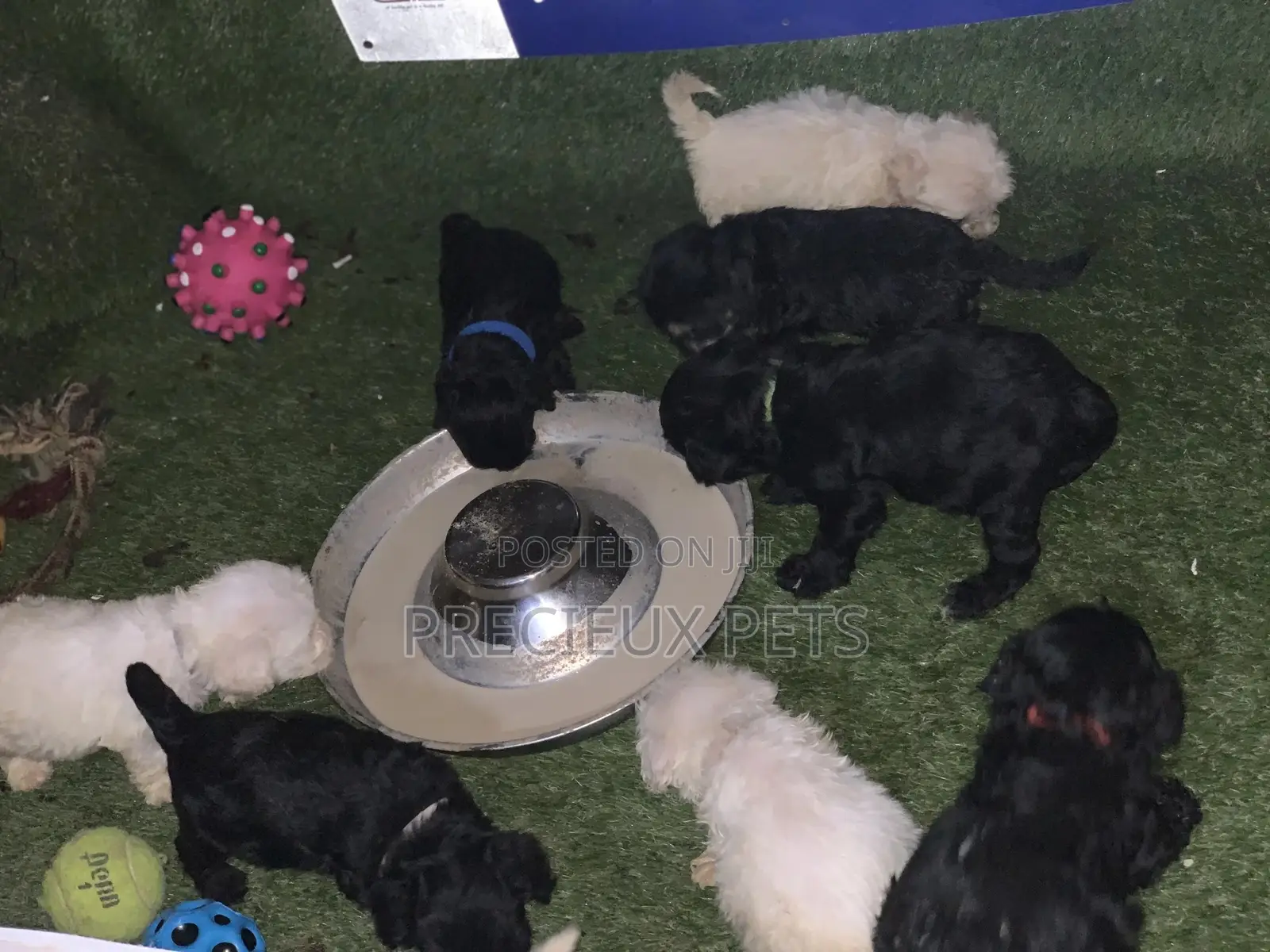 3-6 Months Male Purebred Poodle