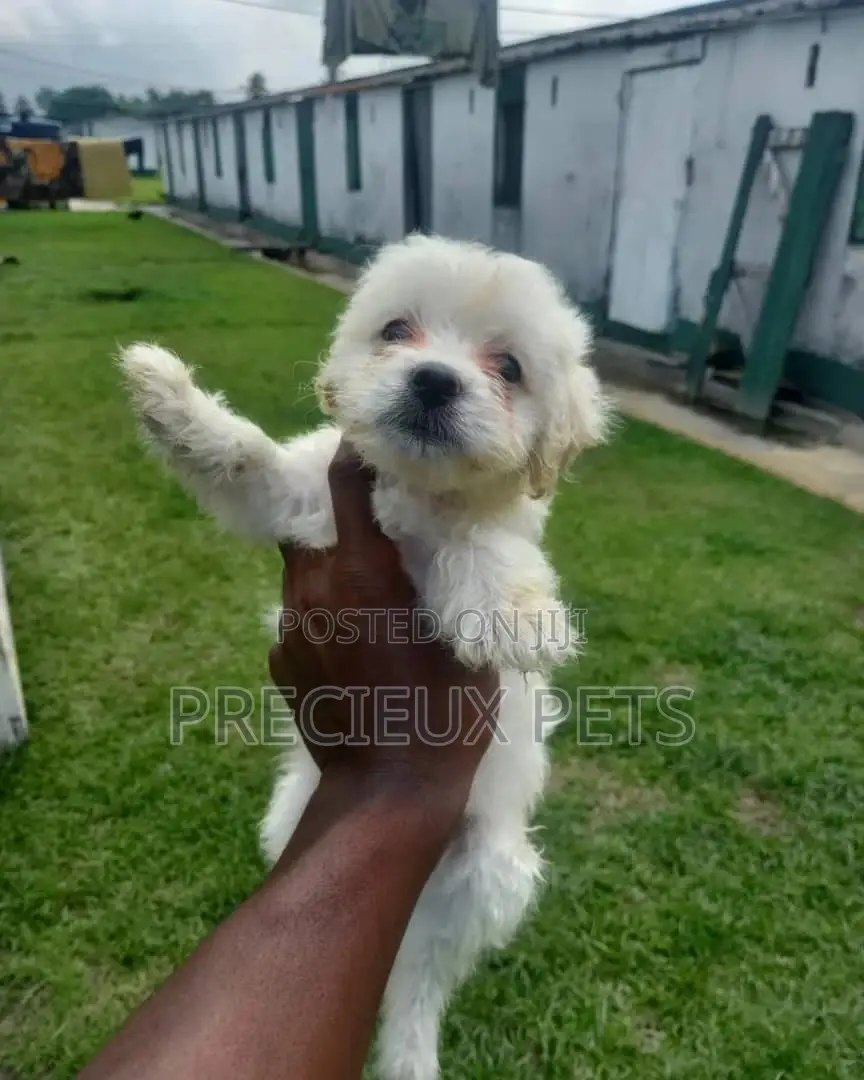 0-1 Month Male Mixed Breed Maltipoo