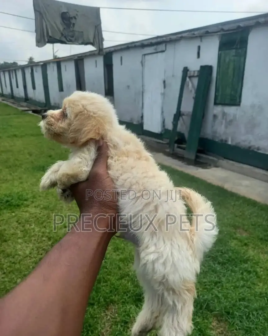 0-1 Month Male Mixed Breed Maltipoo