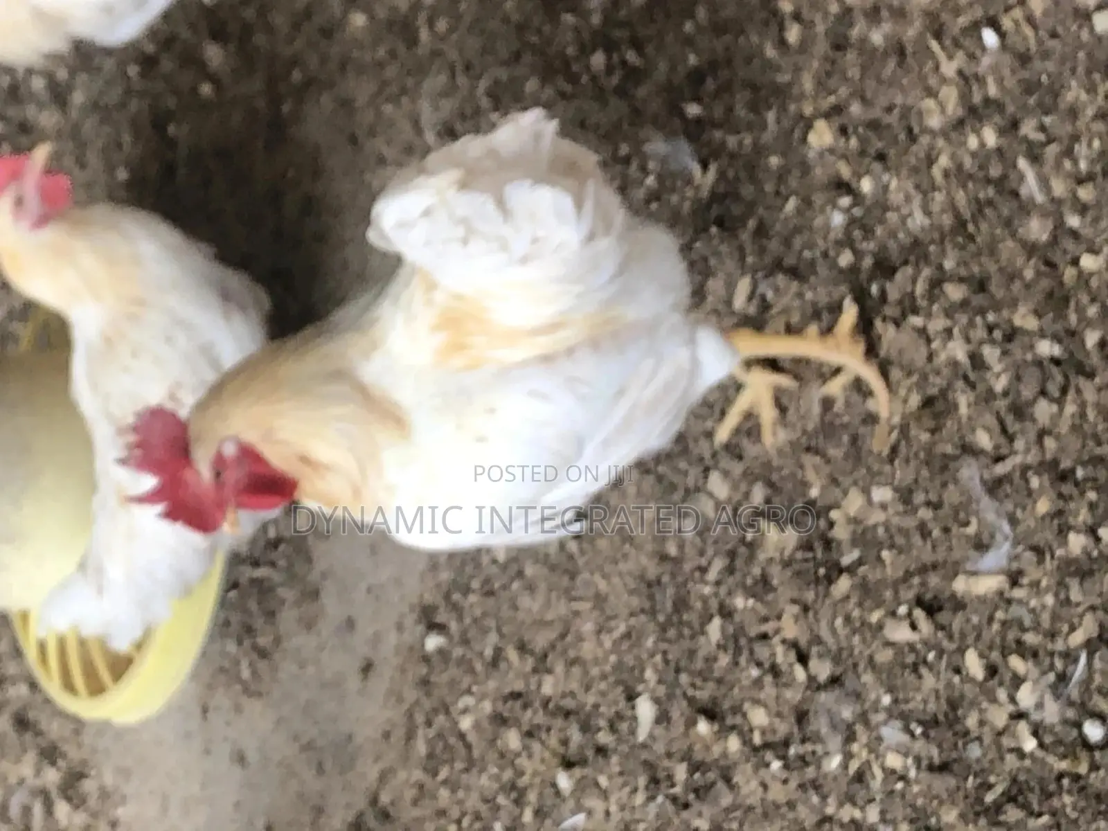 Giant White Cockerels Day Old Chicks