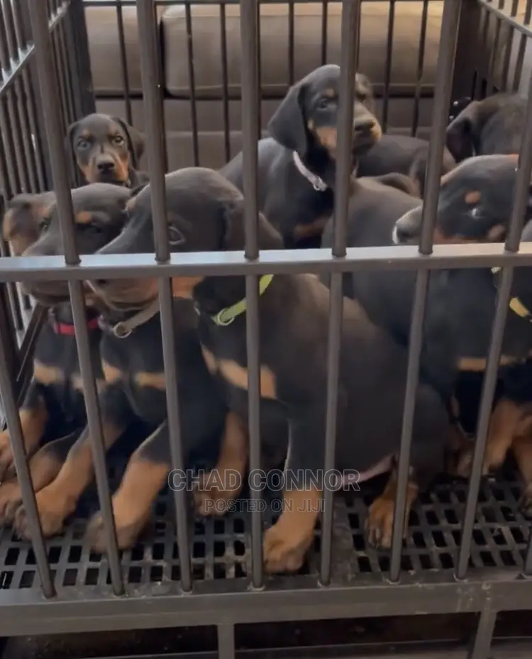 1-3 months Male Purebred Doberman Pinscher