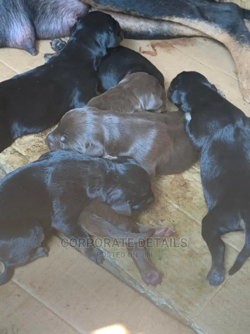 1-3 months Male Purebred Doberman Pinscher