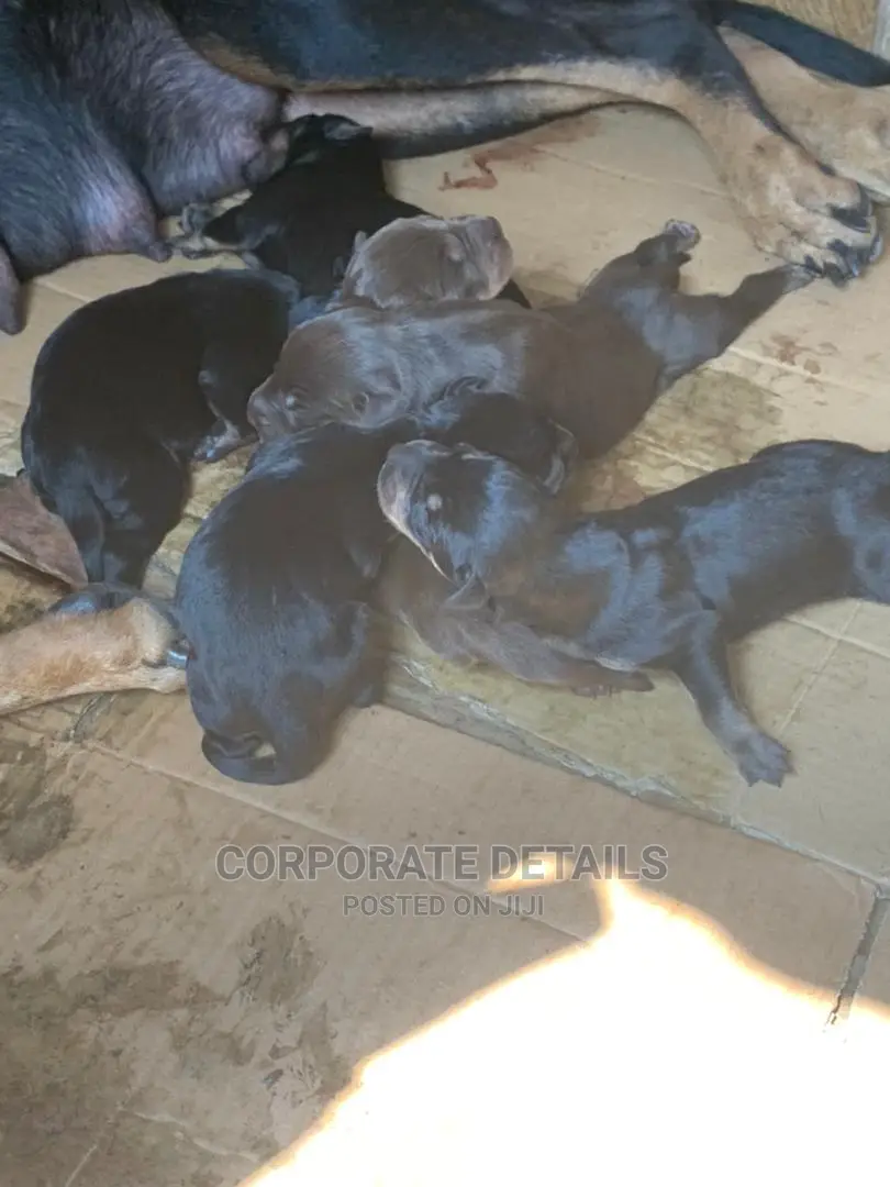0-1 Month Female Purebred Doberman Pinscher