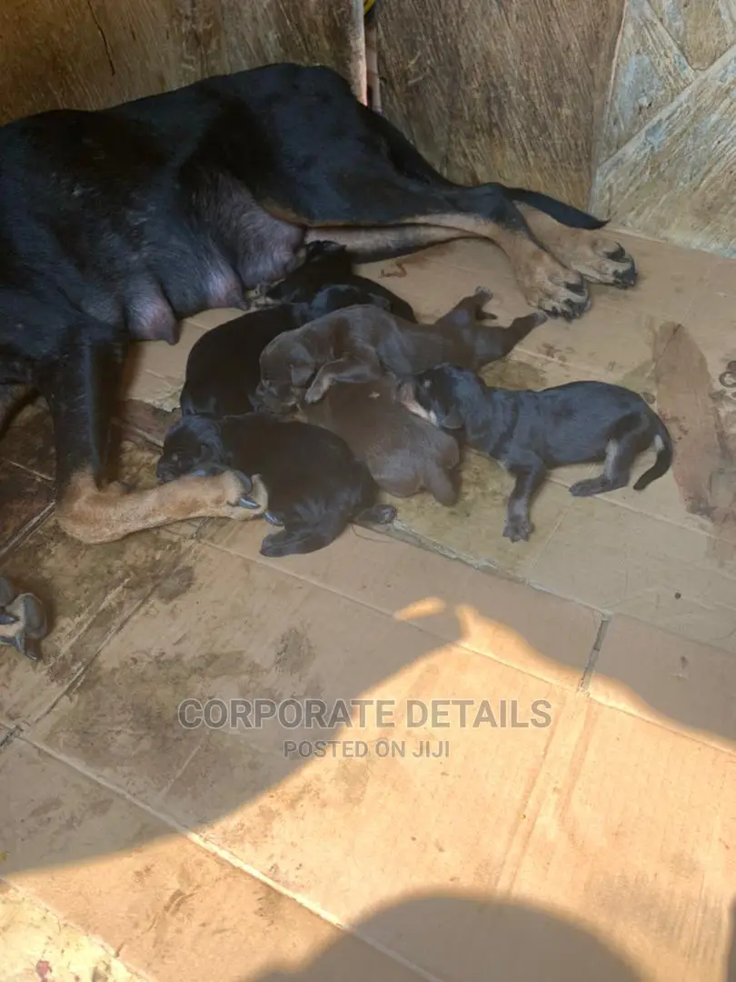 0-1 month Female Purebred Doberman Pinscher