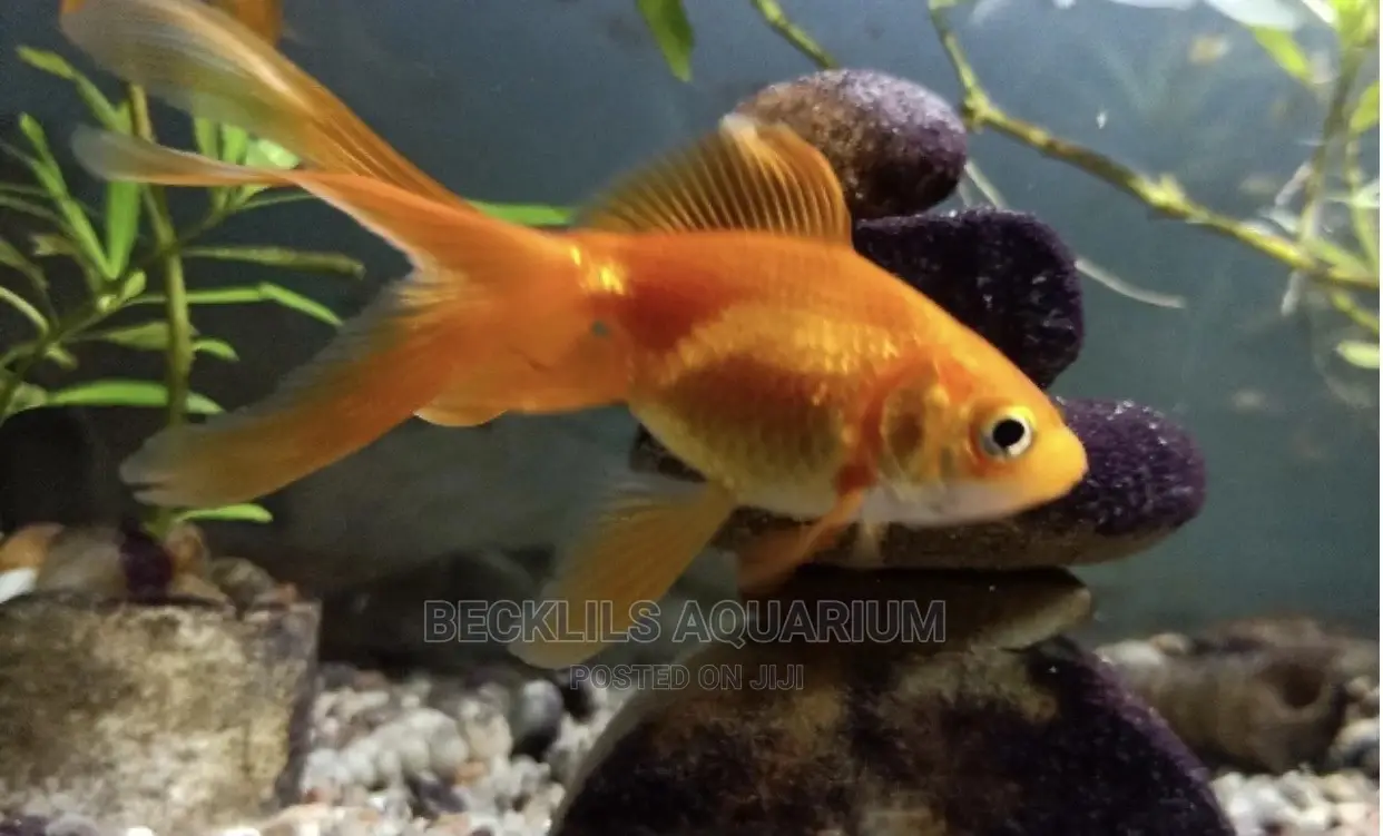 Gold Fishes