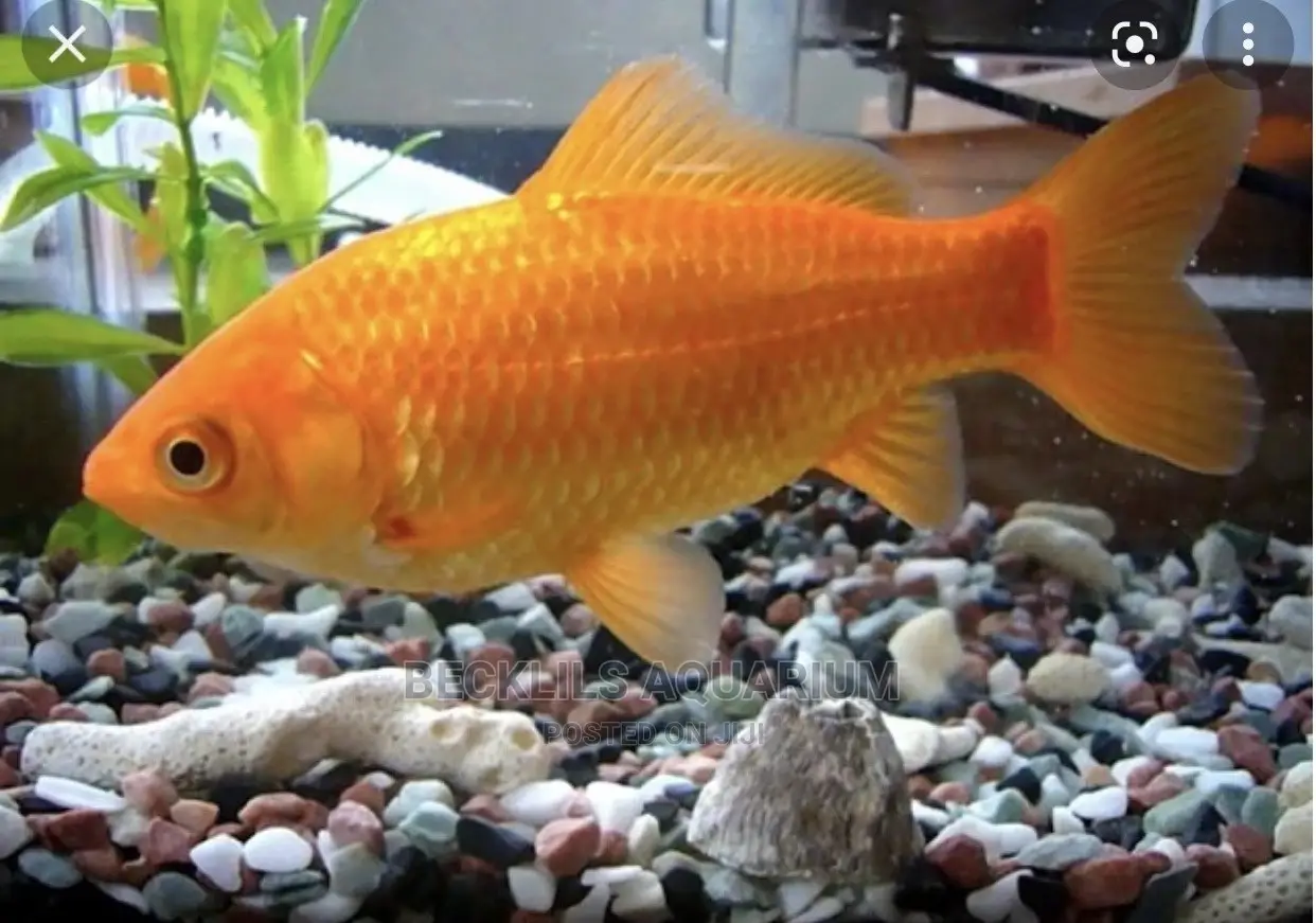 Gold Fishes