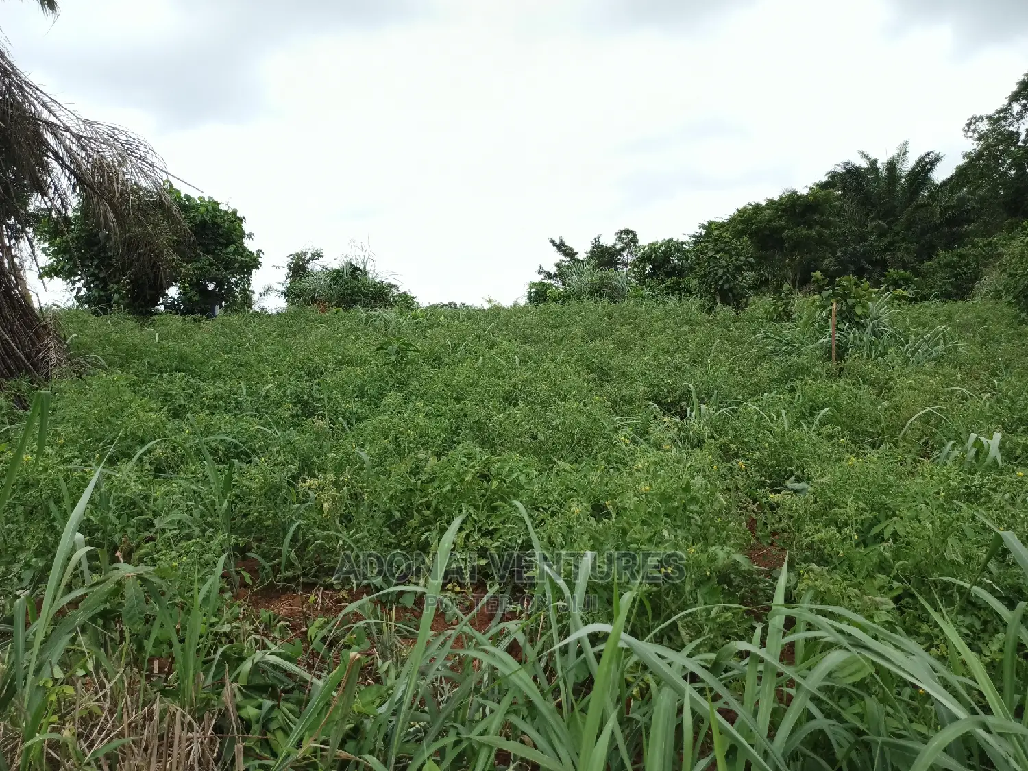 Plot of Land for Sale in Sokoban Bedaase