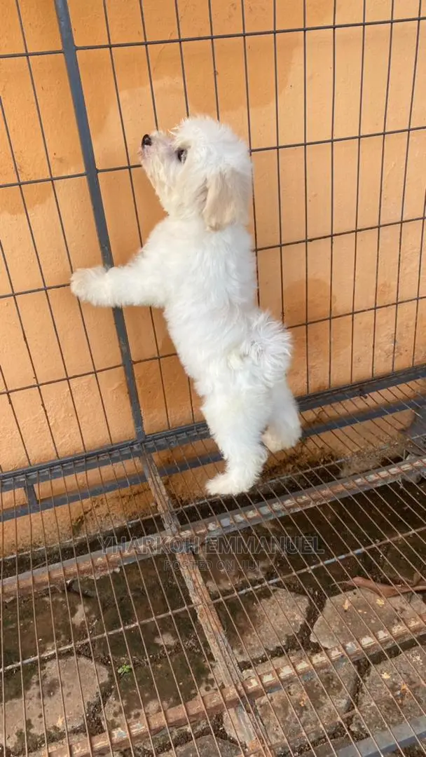 1-3 months Female Purebred Poodle