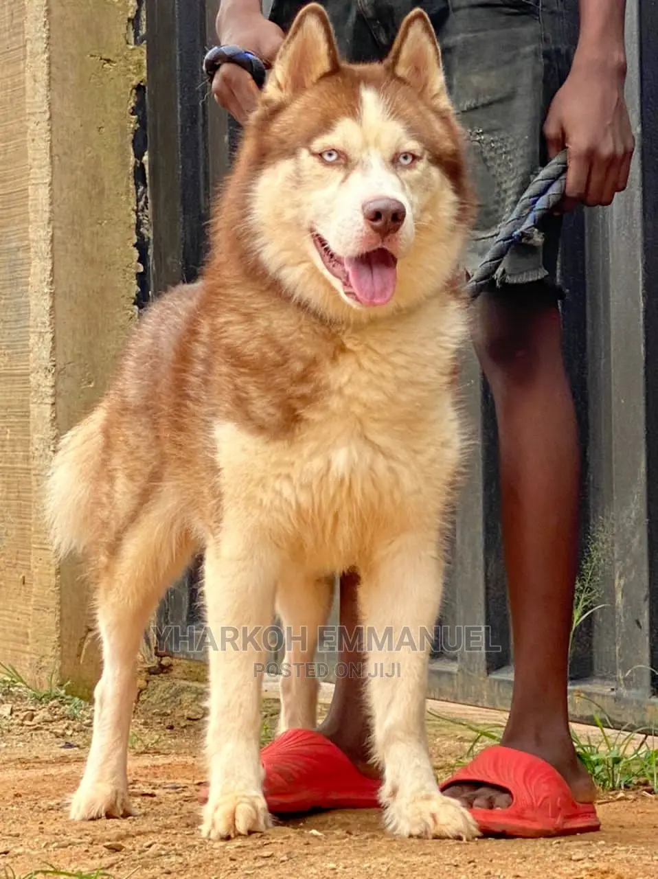 1+ year Male Purebred Siberian Husky